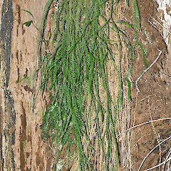 Kaitoke Regional Park.<br>Photographer: Jeremy R. Rolfe, Date taken: 01/09/2007, Licence: <a target='_blank' href='https://creativecommons.org/licenses/by/4.0'>CC BY</a>.