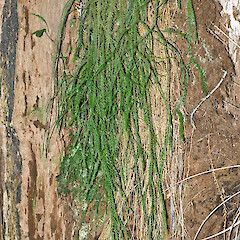 Kaitoke Regional Park.<br>Photographer: Jeremy R. Rolfe, Date taken: 01/09/2007, Licence: <a target='_blank' href='https://creativecommons.org/licenses/by/4.0'>CC BY</a>. <a class='member-message' href='/nzpcn/why-join-nzpcn/' target='_blank'>Members can view a larger version of this image.</a>