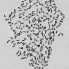 Waitakere Ranges. Chromosomes: 2n = c. 256.<br>Photographer: Brian G. Murray, Licence: <a target='_blank' href='https://creativecommons.org/licenses/by-nc/4.0'>CC BY-NC</a>.