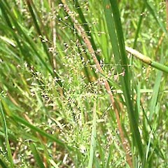 Isachne globosa