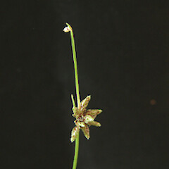 Isolepis distigmatosa