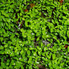 Ship Creek, Soth Westland.<br>Photographer: Phil Knightbridge, Licence: All rights reserved. <a class='member-message' href='/nzpcn/why-join-nzpcn/' target='_blank'>Members can view a larger version of this image.</a>