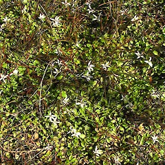 Druggans Dam, Aorere Goldfields, Golden Bay.<br>Photographer: Simon Walls, Licence: <a target='_blank' href='https://creativecommons.org/licenses/by-nc/4.0'>CC BY-NC</a>. <a class='member-message' href='/nzpcn/why-join-nzpcn/' target='_blank'>Members can view a larger version of this image.</a>