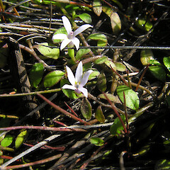 Druggans Dam, Aorere Goldfields, Golden Bay.<br>Photographer: Simon Walls, Date taken: 01/03/2010, Licence: <a target='_blank' href='https://creativecommons.org/licenses/by-nc/4.0'>CC BY-NC</a>. <a class='member-message' href='/nzpcn/why-join-nzpcn/' target='_blank'>Members can view a larger version of this image.</a>