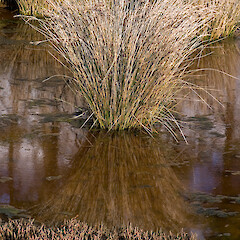 Juncus kraussii subsp. australiensis