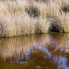 Pauatahanui Inlet.<br>Photographer: Jeremy R. Rolfe, Date taken: 01/06/2006, Licence: <a target='_blank' href='https://creativecommons.org/licenses/by/4.0'>CC BY</a>. <a class='member-message' href='/nzpcn/why-join-nzpcn/' target='_blank'>Members can view a larger version of this image.</a>