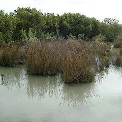 Juncus kraussii var. australiensis.<br>Photographer: Wayne Bennett, Licence: <a target='_blank' href='https://creativecommons.org/licenses/by-nc/4.0'>CC BY-NC</a>. <a class='member-message' href='/nzpcn/why-join-nzpcn/' target='_blank'>Members can view a larger version of this image.</a>