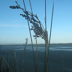 Te Wherowhero Lagoon.<br>Photographer: John Sawyer, Date taken: 01/12/2010, Licence: <a target='_blank' href='https://creativecommons.org/licenses/by-nc/4.0'>CC BY-NC</a>. <a class='member-message' href='/nzpcn/why-join-nzpcn/' target='_blank'>Members can view a larger version of this image.</a>