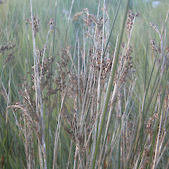 Te Wherowhero Lagoon.<br>Photographer: John Sawyer, Date taken: 01/12/2010, Licence: <a target='_blank' href='https://creativecommons.org/licenses/by-nc/4.0'>CC BY-NC</a>. <a class='member-message' href='/nzpcn/why-join-nzpcn/' target='_blank'>Members can view a larger version of this image.</a>