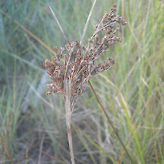 Te Wherowhero Lagoon.<br>Photographer: John Sawyer, Date taken: 01/12/2010, Licence: <a target='_blank' href='https://creativecommons.org/licenses/by-nc/4.0'>CC BY-NC</a>. <a class='member-message' href='/nzpcn/why-join-nzpcn/' target='_blank'>Members can view a larger version of this image.</a>