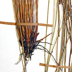 Herbarium specimen: AK 151734. Photographed with permission of Auckland Institute and Museum.<br>Photographer: Jeremy R. Rolfe, Date taken: 23/10/2007, Licence: <a target='_blank' href='https://creativecommons.org/licenses/by/4.0'>CC BY</a>. <a class='member-message' href='/nzpcn/why-join-nzpcn/' target='_blank'>Members can view a larger version of this image.</a>