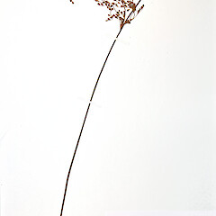 Herbarium specimen: AK247418. Photographed with permission of Auckland Institute and Museum.<br>Photographer: Jeremy R. Rolfe, Date taken: 23/10/2007, Licence: <a target='_blank' href='https://creativecommons.org/licenses/by/4.0'>CC BY</a>. <a class='member-message' href='/nzpcn/why-join-nzpcn/' target='_blank'>Members can view a larger version of this image.</a>