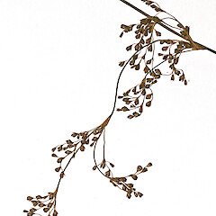 Herbarium specimen: AK247418. Photographed with permission of Auckland Institute and Museum.<br>Photographer: Jeremy R. Rolfe, Date taken: 30/10/2007, Licence: <a target='_blank' href='https://creativecommons.org/licenses/by/4.0'>CC BY</a>. <a class='member-message' href='/nzpcn/why-join-nzpcn/' target='_blank'>Members can view a larger version of this image.</a>