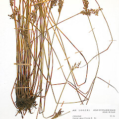 Herbarium specimen: AK 166231. Photographed with permission of Auckland Institute and Museum.<br>Photographer: Jeremy R. Rolfe, Date taken: 23/10/2007, Licence: <a target='_blank' href='https://creativecommons.org/licenses/by/4.0'>CC BY</a>. <a class='member-message' href='/nzpcn/why-join-nzpcn/' target='_blank'>Members can view a larger version of this image.</a>
