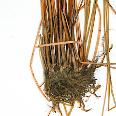 Herbarium specimen: AK 166231. Photographed with permission of Auckland Institute and Museum.<br>Photographer: Jeremy R. Rolfe, Date taken: 23/10/2007, Licence: <a target='_blank' href='https://creativecommons.org/licenses/by/4.0'>CC BY</a>. <a class='member-message' href='/nzpcn/why-join-nzpcn/' target='_blank'>Members can view a larger version of this image.</a>