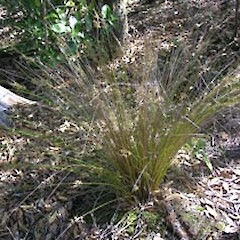 Juncus usitatus