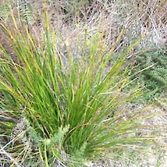 Coromandel, January.<br>Photographer: John Smith-Dodsworth, Licence: <a target='_blank' href='https://creativecommons.org/licenses/by-nc/4.0'>CC BY-NC</a>.