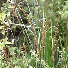 Coromandel, March.<br>Photographer: John Smith-Dodsworth, Licence: <a target='_blank' href='https://creativecommons.org/licenses/by-nc/4.0'>CC BY-NC</a>.