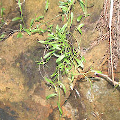 Long Bay, Coromandel, March.<br>Photographer: John Smith-Dodsworth, Licence: <a target='_blank' href='https://creativecommons.org/licenses/by-nc/4.0'>CC BY-NC</a>.