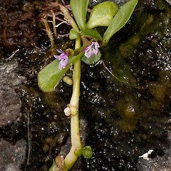 Lobelia anceps.<br>Photographer: Mike Thorsen, Licence: All rights reserved. <a class='member-message' href='/nzpcn/why-join-nzpcn/' target='_blank'>Members can view a larger version of this image.</a>