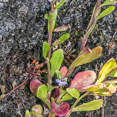 Kaupokonui, south Taranaki coast.<br>Photographer: Jeremy R. Rolfe, Date taken: 12/02/2015, Licence: <a target='_blank' href='https://creativecommons.org/licenses/by/4.0'>CC BY</a>. <a class='member-message' href='/nzpcn/why-join-nzpcn/' target='_blank'>Members can view a larger version of this image.</a>