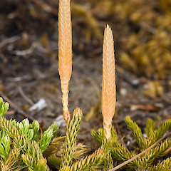 Gentle Annie, Tararua Forest Park.<br>Photographer: Jeremy R. Rolfe, Date taken: 08/02/2008, Licence: <a target='_blank' href='https://creativecommons.org/licenses/by/4.0'>CC BY</a>.