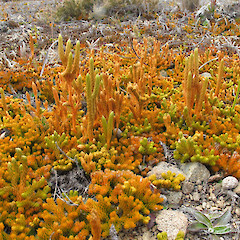 East Ahuriri.<br>Photographer: John Barkla, Licence: <a target='_blank' href='https://creativecommons.org/licenses/by/4.0'>CC BY</a>.