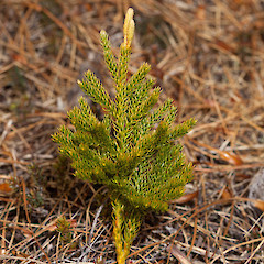 Lycopodium fastigiatum.<br>Photographer: Mike Thorsen, Licence: All rights reserved.