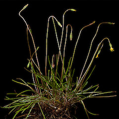 Microseris scapigera.<br>Photographer: Mike Thorsen, Licence: All rights reserved. <a class='member-message' href='/nzpcn/why-join-nzpcn/' target='_blank'>Members can view a larger version of this image.</a>