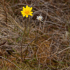 Microseris scapigera.<br>Photographer: Mike Thorsen, Licence: All rights reserved. <a class='member-message' href='/nzpcn/why-join-nzpcn/' target='_blank'>Members can view a larger version of this image.</a>
