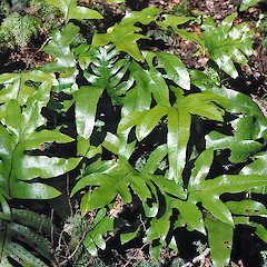 Remutaka Forest Park.<br>Photographer: Jeremy R. Rolfe, Date taken: 22/11/2003, Licence: <a target='_blank' href='https://creativecommons.org/licenses/by/4.0'>CC BY</a>.