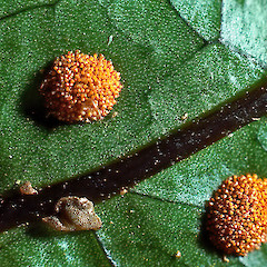 Sori. Franz Josef.<br>Photographer: Jeremy R. Rolfe, Date taken: 19/04/1981, Licence: <a target='_blank' href='https://creativecommons.org/licenses/by/4.0'>CC BY</a>.