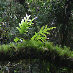 Microsorum pustulatum subsp. pustulatum (Kowaowao).<br>Photographer: Wayne Bennett, Licence: <a target='_blank' href='https://creativecommons.org/licenses/by-nc/4.0'>CC BY-NC</a>.