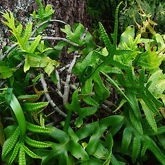 Microsorum pustulatum subsp. pustulatum (Kowaowao).<br>Photographer: Wayne Bennett, Licence: <a target='_blank' href='https://creativecommons.org/licenses/by-nc/4.0'>CC BY-NC</a>.