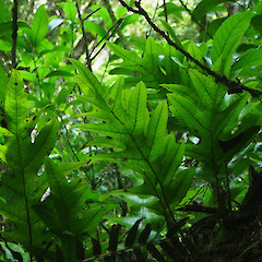 Microsorum pustulatum subsp. pustulatum (Kowaowao).<br>Photographer: Wayne Bennett, Licence: <a target='_blank' href='https://creativecommons.org/licenses/by-nc/4.0'>CC BY-NC</a>.