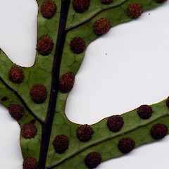 Sori, Dunedin.<br>Photographer: John Barkla, Licence: <a target='_blank' href='https://creativecommons.org/licenses/by/4.0'>CC BY</a>.