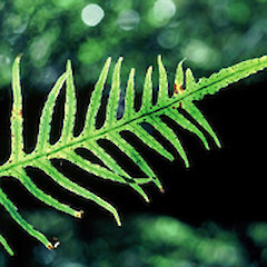 Microsorum scandens.<br>Photographer: Department of Conservation, Licence: Public domain.