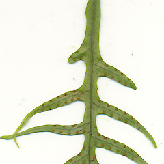 Under the leaf of Microsorum scandens.<br>Photographer: Wayne Bennett, Licence: <a target='_blank' href='https://creativecommons.org/licenses/by-nc/4.0'>CC BY-NC</a>.
