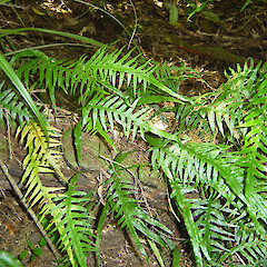 Microsorum scandens (Mokimoki).<br>Photographer: Wayne Bennett, Licence: <a target='_blank' href='https://creativecommons.org/licenses/by-nc/4.0'>CC BY-NC</a>.