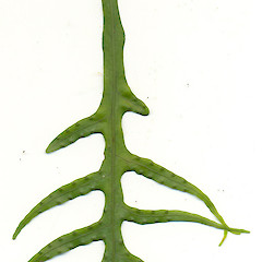 Leaf of Microsorum scandens.<br>Photographer: Wayne Bennett, Licence: <a target='_blank' href='https://creativecommons.org/licenses/by-nc/4.0'>CC BY-NC</a>.