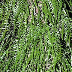 Upper Hutt. Aug 2012.<br>Photographer: Jeremy R. Rolfe, Licence: <a target='_blank' href='https://creativecommons.org/licenses/by/4.0'>CC BY</a>.