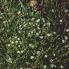 Mangatepopo, January.<br>Photographer: John Smith-Dodsworth, Licence: <a target='_blank' href='https://creativecommons.org/licenses/by-nc/4.0'>CC BY-NC</a>.
