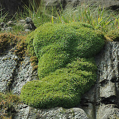 Sea cliff, Whitikau Beach, Patea.<br>Photographer: Colin C. Ogle, Date taken: 05/12/2010, Licence: <a target='_blank' href='https://creativecommons.org/licenses/by-nc/4.0'>CC BY-NC</a>. <a class='member-message' href='/nzpcn/why-join-nzpcn/' target='_blank'>Members can view a larger version of this image.</a>
