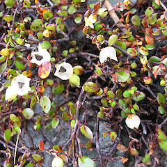 Muehlenbeckia axillaris, Mt Cook.<br>Photographer: John Barkla, Licence: <a target='_blank' href='https://creativecommons.org/licenses/by/4.0'>CC BY</a>. <a class='member-message' href='/nzpcn/why-join-nzpcn/' target='_blank'>Members can view a larger version of this image.</a>
