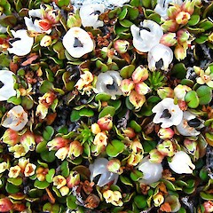 Harris Mts.<br>Photographer: John Barkla, Licence: <a target='_blank' href='https://creativecommons.org/licenses/by/4.0'>CC BY</a>. <a class='member-message' href='/nzpcn/why-join-nzpcn/' target='_blank'>Members can view a larger version of this image.</a>