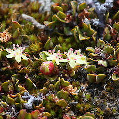 Flowers. Tasman Delta, Mackenzie Basin.<br>Photographer: Mike Thorsen, Licence: All rights reserved. <a class='member-message' href='/nzpcn/why-join-nzpcn/' target='_blank'>Members can view a larger version of this image.</a>