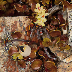 Muehlenbeckia axillaris.<br>Photographer: Mike Thorsen, Date taken: 31/01/2012, Licence: All rights reserved. <a class='member-message' href='/nzpcn/why-join-nzpcn/' target='_blank'>Members can view a larger version of this image.</a>