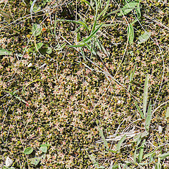 Staminate flowers, Rangipo Desert.<br>Photographer: Jeremy R. Rolfe, Date taken: 28/11/2014, Licence: <a target='_blank' href='https://creativecommons.org/licenses/by/4.0'>CC BY</a>. <a class='member-message' href='/nzpcn/why-join-nzpcn/' target='_blank'>Members can view a larger version of this image.</a>
