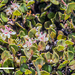 Staminate flowers, Rangipo Desert.<br>Photographer: Jeremy R. Rolfe, Date taken: 28/11/2014, Licence: <a target='_blank' href='https://creativecommons.org/licenses/by/4.0'>CC BY</a>. <a class='member-message' href='/nzpcn/why-join-nzpcn/' target='_blank'>Members can view a larger version of this image.</a>