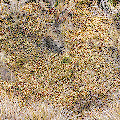Pistillate flowers, Rangipo Desert.<br>Photographer: Jeremy R. Rolfe, Date taken: 28/11/2014, Licence: <a target='_blank' href='https://creativecommons.org/licenses/by/4.0'>CC BY</a>. <a class='member-message' href='/nzpcn/why-join-nzpcn/' target='_blank'>Members can view a larger version of this image.</a>